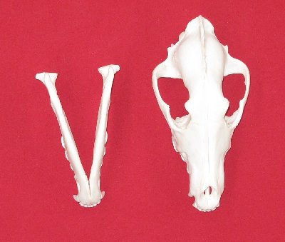 Picture of this lot Wolf Skulls