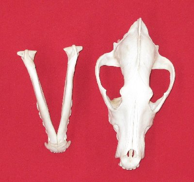 Picture of this lot Wolf Skulls