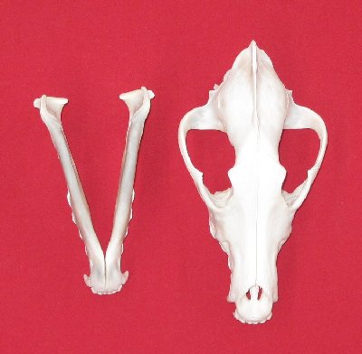 Picture of this lot Wolf Skulls