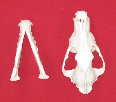 Picture of this lot Wolf Skulls