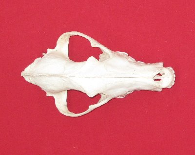 Picture of this lot Wolf Skulls