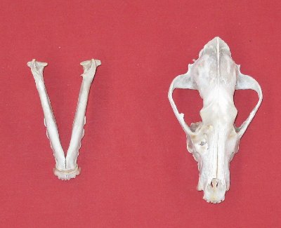 Picture of this lot Wolf Skulls