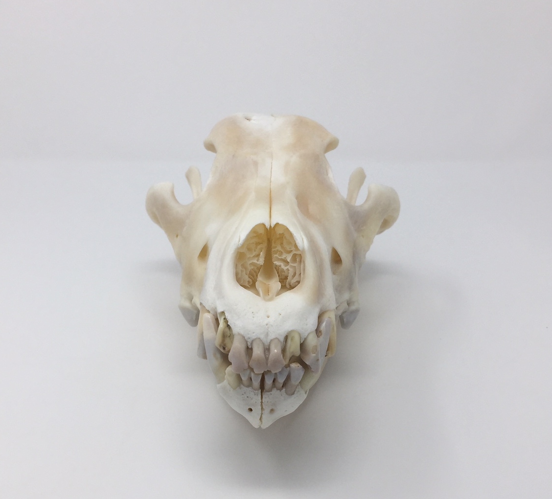 Bones : WOLF - SKULL (5291-9952) : hideandfur.com