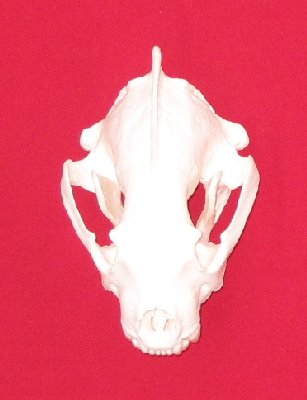 Picture of this lot Wolverine Skulls
