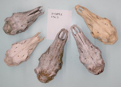 Picture of this lot Miscellaneous Wildlife Skulls