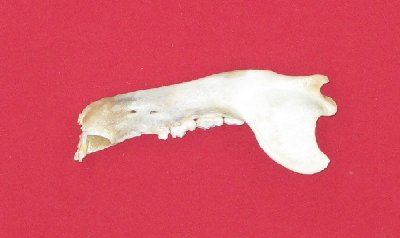 Picture of this lot Black Bear Lower Jaw Bones, Mandibles