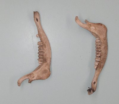 Picture of this lot Elk Lower Jaw Bones, Mandibles