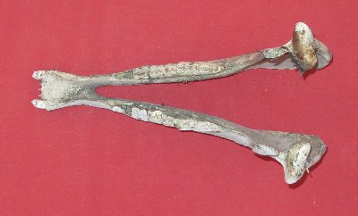 Picture of this lot Horse Lower Jaw Bones, Mandibles