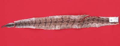 Picture of this lot Rattlesnake Skins, Diamondbacks, Rattlers