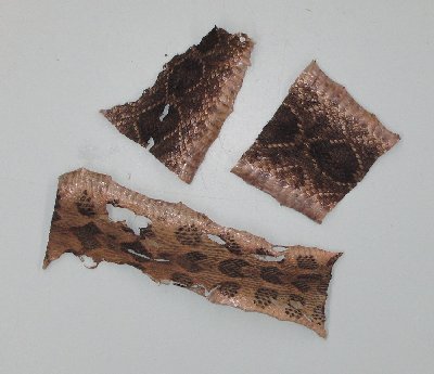 Picture of this lot Rattlesnake Skins, Diamondbacks, Rattlers