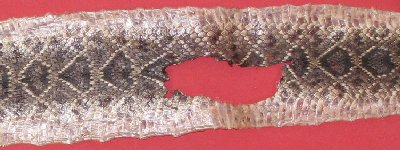 Picture of this lot Rattlesnake Skins, Diamondbacks, Rattlers