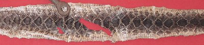 Picture of this lot Rattlesnake Skins, Diamondbacks, Rattlers
