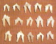 Picture of this lot Coyote Teeth, Canines, Molars
