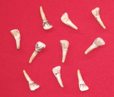 Picture of this lot Elk Teeth, Incisors