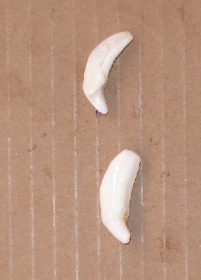 Picture of this lot Teeth - Wolf