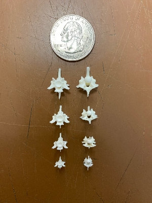 Picture of this lot Bones - Snake