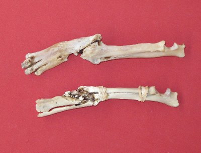 Picture of this lot Coyote Bones - atlas, vertebrae, scapula, foot leg bones