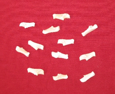 Picture of this lot Bones - Canadian Lynx