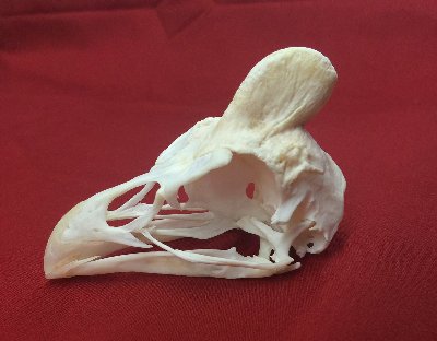 Picture of this lot Skulls - Bird