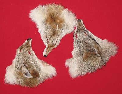 Picture of this lot Tanned Heads, Faces, Furs