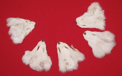 Picture of this lot Tanned Heads, Faces, Furs