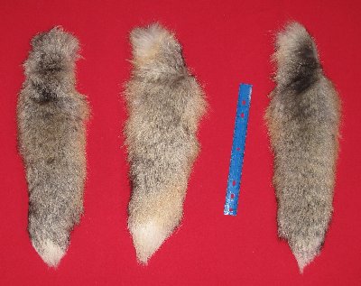 Picture of this lot Tanned Tails, Raccoon, Coyote, Fox Tails