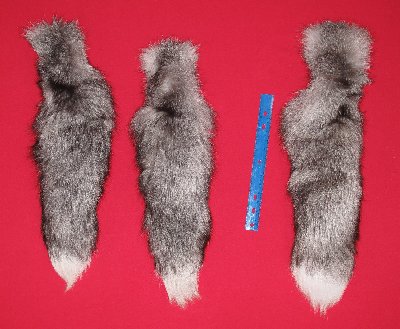 Picture of this lot Tanned Tails, Raccoon, Coyote, Fox Tails