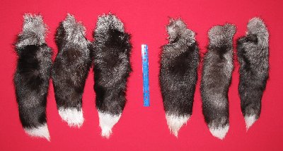 Picture of this lot Tanned Tails, Raccoon, Coyote, Fox Tails