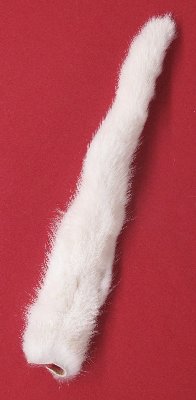 Picture of this lot Tanned Tails, Raccoon, Coyote, Fox Tails