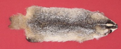 Picture of this lot Tanned Badger Hides, Furs, Pelts, Skins