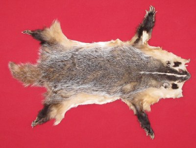 Picture of this lot Tanned Badger Hides, Furs, Pelts, Skins