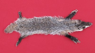 Picture of this lot Tanned Badger Hides, Furs, Pelts, Skins