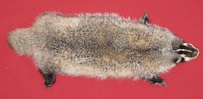 Picture of this lot Tanned Taxidermy Badger Hides, Furs, Pelts, Skins