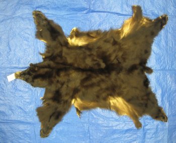 Tanned Complete Black Bear Hides, Furs, Pelts, Skins for sale by www ...