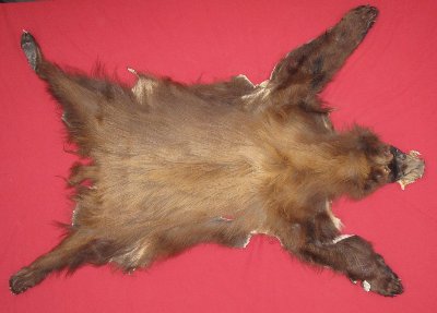 Tanned Complete Black Bear Hides, Furs, Pelts, Skins for sale by www ...