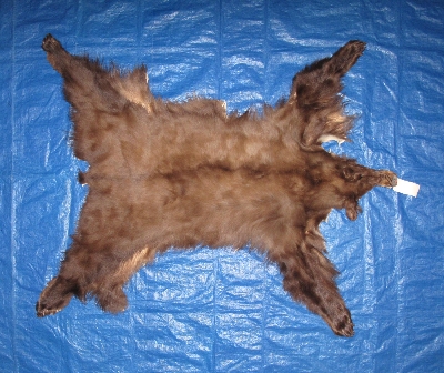 Picture of this lot Tanned Complete Black Bear Hides, Furs, Pelts, Skins
