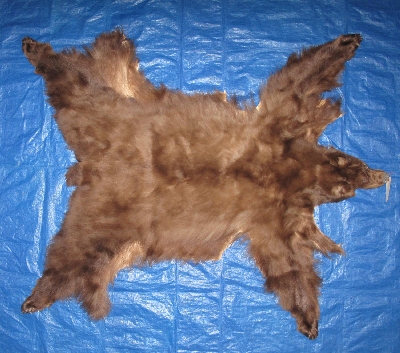 Picture of this lot Tanned Complete Black Bear Hides, Furs, Pelts, Skins
