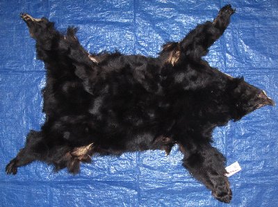 Picture of this lot Tanned Complete Black Bear Hides, Furs, Pelts, Skins