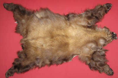 Picture of this lot Tanned Complete Black Bear Hides, Furs, Pelts, Skins