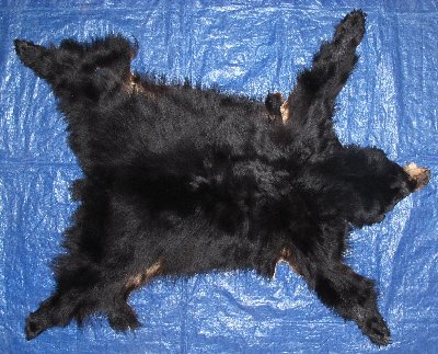 Picture of this lot Tanned Complete Black Bear Hides, Furs, Pelts, Skins