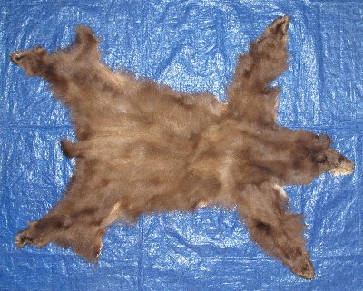 Picture of this lot Tanned Complete Black Bear Hides, Furs, Pelts, Skins