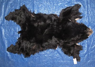 Picture of this lot Tanned Complete Black Bear Hides, Furs, Pelts, Skins