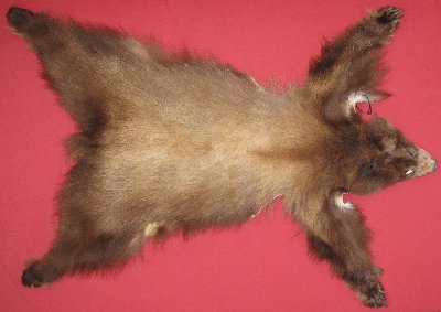 Picture of this lot Tanned Complete Black Bear Hides, Furs, Pelts, Skins
