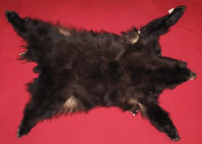 Picture of this lot Tanned Complete Black Bear Hides, Furs, Pelts, Skins