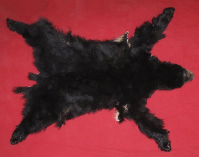 Picture of this lot Tanned Complete Black Bear Hides, Furs, Pelts, Skins