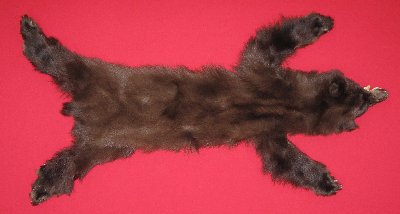 Picture of this lot Tanned Complete Black Bear Hides, Furs, Pelts, Skins