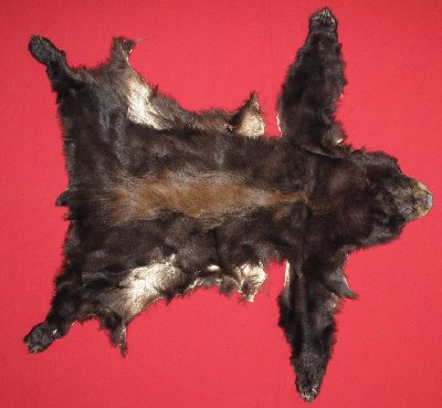 Picture of this lot Tanned Complete Black Bear Hides, Furs, Pelts, Skins