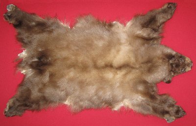 Picture of this lot Tanned Complete Black Bear Hides, Furs, Pelts, Skins