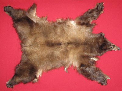 Picture of this lot Tanned Complete Black Bear Hides, Furs, Pelts, Skins