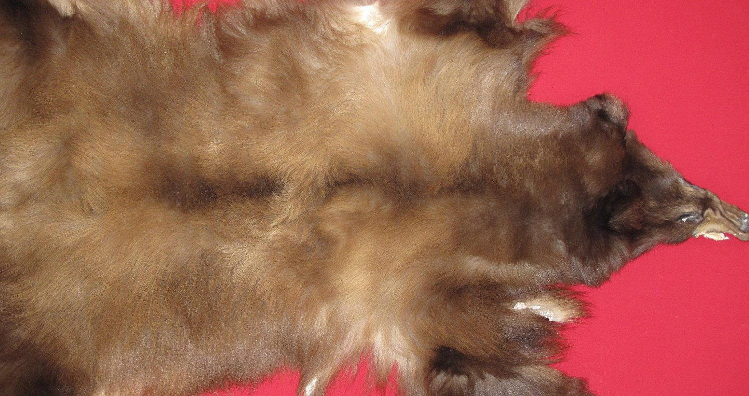 Tanned Furs : BLACK BEAR - WITH FEET AND CLAWS (6105-1030) : hideandfur.com